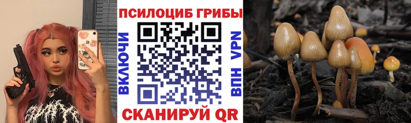 где можно купить наркотик Сясьстрой Псилоцибиновые грибы мицелий